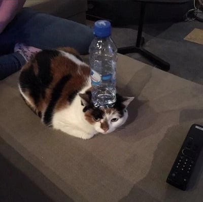 一只毛色棕黑白相间的猫咪趴在沙发上，头顶稳稳顶着一个带蓝色瓶盖的透明水瓶，表情淡定中带着一丝无奈。猫咪前方有一个黑色遥控器，背景中能看到人的腿部。这张照片捕捉了宠物与主人间有趣的互动瞬间，展现了猫咪独特的平衡能力和可爱的反差萌。