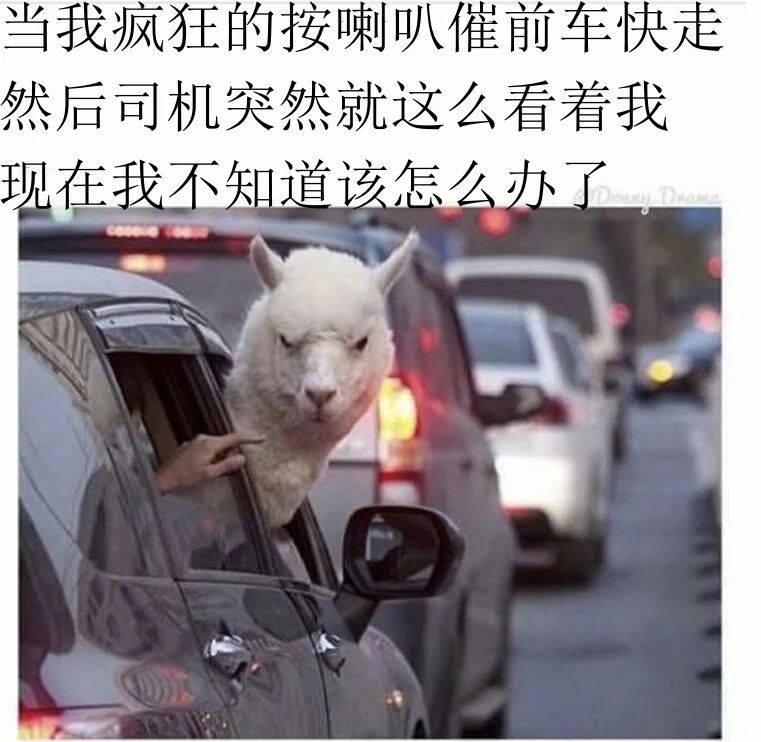 羊驼