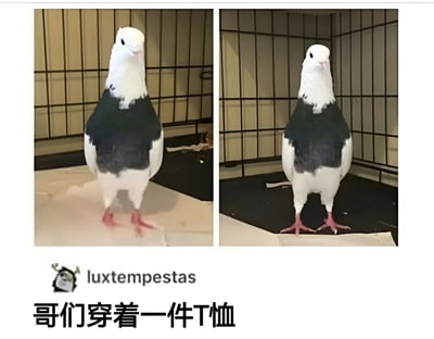 两张并排的鸽子照片，鸽子的黑白羽毛分布恰好形成了穿着T恤的视觉效果。鸽子站在笼子中，表情呆萌地看向镜头，下方配有文字'哥们穿着一件T恤'，通过动物自然特征与人类服饰的联想制造幽默效果。