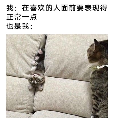 这是一张趣味图文表情包，上方分为两段文字，第一段是“我：在喜欢的人面前要表现得正常一点”，表达了人们在心仪对象面前想要维持稳重正常形象的内心期许；第二段“也是我：”引出下方的宠物配图——一只小猫咪以滑稽的姿势卡在沙发的缝隙中，四肢朝上、脑袋朝下倒挂着，眼睛瞪大露出惊讶慌张的神情，旁边的另一只成年猫咪则平静地看向它。整张图生动地还原了人们在喜欢的人面前，原本想表现得得体稳重，却控制不住做出奇怪、失态举动的反差感，精准戳中了恋爱中那种紧张又手足无措的微妙情绪，用可爱的宠物画面放大了这种真实又好笑的日常状态。
