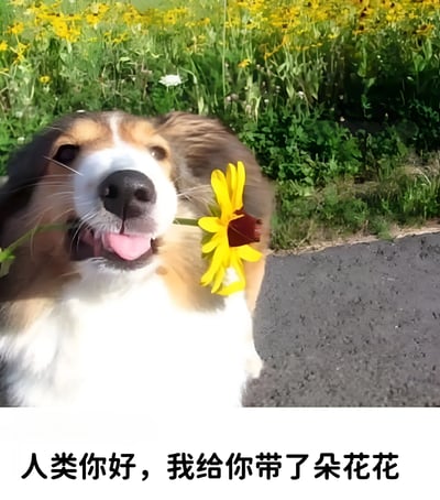 图片中是一只真实的狗狗（可能为柯利犬混种），它正躺卧在铺有沥青的地面上，嘴里叼着一朵黄色的小花，舌头微微吐出，表情显得十分开心愉悦。背景是一片开满黄色花朵的草地，绿意盎然，充满自然气息。图片底部配有文字：“人类你好，我给你带了朵花花”，仿佛狗狗在以拟人化的方式向人类打招呼，整体营造出温馨、可爱又治愈的氛围。
