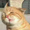 这是一张真实拍摄的橘猫照片，猫咪眼睛半睁，鼻子与嘴巴的形态让它呈现出一脸疑惑、呆傻又略带委屈的滑稽神态，常被网友用作表情包，来表达困惑、懵圈、无语等情绪。