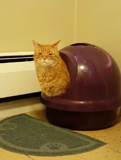 一只橘色虎斑猫正从紫色的圆顶猫砂盆中探出头来，身体大部分仍在盆内。猫咪表情淡定，半眯着眼睛，耳朵竖起，胡须清晰可见。背景是米黄色的墙壁和白色的暖气片，地面铺着带有爪印图案的绿色猫砂垫。整体画面温馨日常，展现了猫咪的可爱与慵懒。
