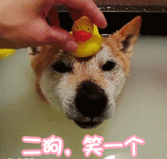狗狗戴小黄鸭被逗笑的可爱瞬间