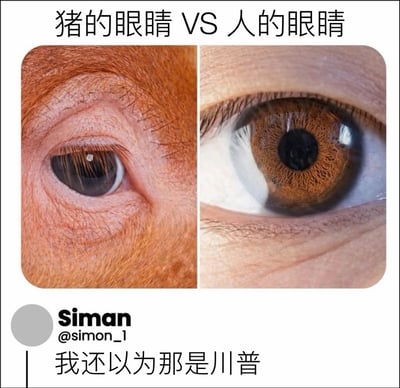 这是一张左右分栏对比的网络玩梗社交媒体截图，顶部标注标题「猪的眼睛 VS 人的眼睛」；左半部分是带有橙红色毛发的猪的眼睛特写，右半部分是人类的棕色眼睛特写；图片底部标注了X平台用户Siman的配文「我还以为那是川普」，玩了美国前总统特朗普（川普）标志性橙红色头发的梗：因猪眼部周围的橙红色毛发纹理和川普的发色发型特征相似，会让人第一眼误将猪的眼部特写认成川普的脸，以此制造调侃笑点。