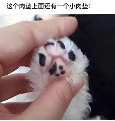图片展示了一只手轻轻捏住小型动物（可能是猫或狗）的爪子，特写其粉白色的肉垫。肉垫上分布着黑色的斑点，最引人注目的是主肉垫上方还有一个更小的肉垫，形成了"肉垫叠肉垫"的可爱结构。图片顶部配有文字"这个肉垫上面还有一个小肉垫："，直接点明了画面的核心亮点，整体氛围温馨治愈，突出了宠物爪部的萌系特征。