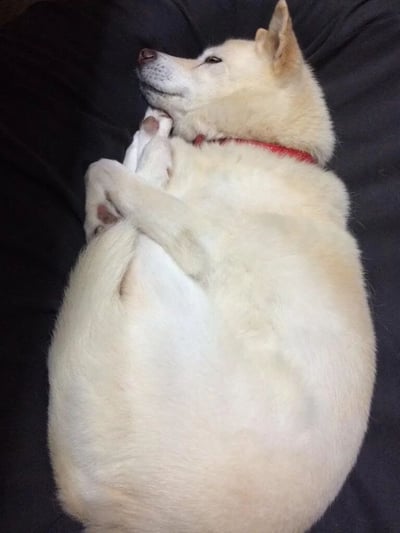 一只浅色的小狗（可能是柴犬）蜷缩着身体，四爪并拢，戴着红色项圈，安静地睡在深色的沙发或床铺上。狗狗的表情十分放松，耳朵微微竖起，整体画面给人一种温馨、治愈的感觉。