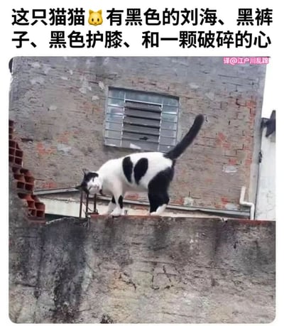 一只黑白相间的猫咪站在老旧的砖墙上，它的背部有一个明显的心形黑色斑块。图片上方配有文字，将猫咪的黑色毛发幽默地描述为"黑色的刘海、黑裤子、黑色护膝"，并结合背部的心形图案，俏皮地加上了"和一颗破碎的心"的拟人化描述，营造出一种可爱又略带忧伤的氛围。
