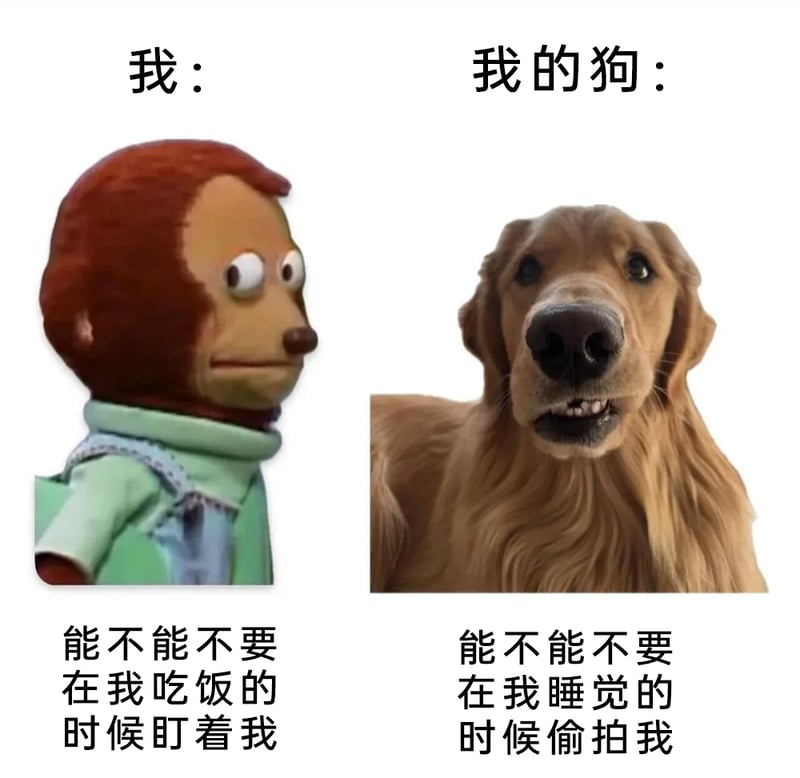 宠物实拍素材