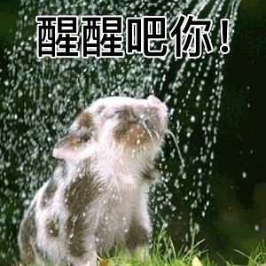 醒醒吧你！被水浇的小猪表情包
