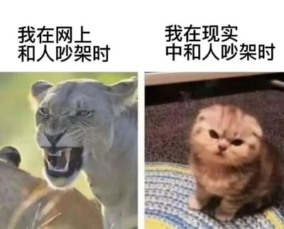 这是一张左右对比的图文混排表情包，左侧是面露凶相、张嘴怒吼的母狮，搭配文字“我在网上和人吵架时”，生动展现出很多人在网络上与人争执时，言辞犀利、态度强势，仿佛极具攻击性的状态；右侧是皱着眉头、气鼓鼓的折耳小猫，搭配文字“我在现实中和人吵架时”，表现出这类人在现实里与人发生矛盾时，虽然内心生气，但却怯懦、无力，看起来软萌又弱小的状态。整张图通过两种动物的强烈反差，精准调侃了部分人群在网络世界和现实生活中与人吵架时的巨大状态反差，引发众多网友共鸣。