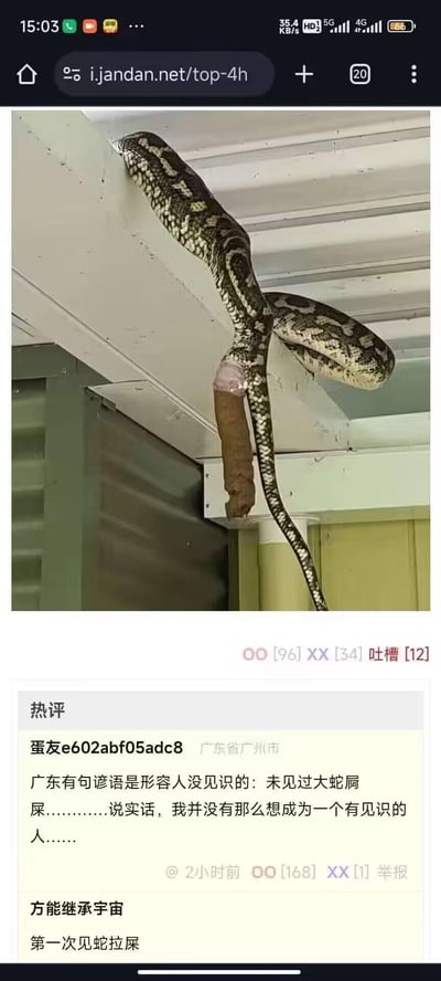 图片展示了一条大蛇盘踞在天花板横梁上，尾部垂下一团棕色粪便。下方是煎蛋网（ijdandan.net/top-4h）的热评区，用户“蛋友e602abf05adc8”（来自广东广州）提到当地谚语“未见过大蛇屙屎”（形容人没见识），并幽默表示“并没有那么想成为有见识的人”；另一用户“方能继承宇宙”评论“第一次见蛇拉屎”。整体场景因罕见的蛇排便画面和方言谚语互动引发热议。