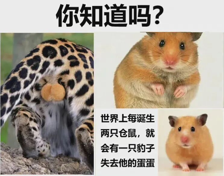 仓鼠