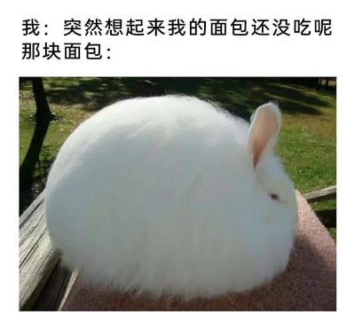 这是一张充满生活趣味的搞笑梗图，上方文字分为两部分，第一部分是“我”的台词“突然想起来我的面包还没吃呢”，第二部分标注“那块面包：”，下方搭配一张实拍的白色长毛兔照片。这只兔子蜷缩着身体，厚实蓬松的毛发让它整体呈现出敦实的圆球状，和放置许久、变得干硬扎实的面包外形高度相似，以此类比被遗忘的面包的状态，用可爱的动物形象替代食物，制造出反差感满满的笑点，生动又诙谐地调侃了生活中遗忘食物的小场景。