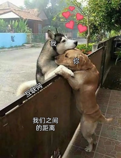 两只狗隔着栅栏拥抱的温馨场景，黑色哈士奇和黄色金毛犬分别趴在栅栏两侧，头部相互依偎。图片上方有红色爱心图案，狗的头部位置分别标注着“我”和“你”，栅栏上标注着“互联网”，底部文字为“我们之间的距离”。通过动物拥抱的画面比喻人与人之间虽然心灵相近，却被互联网隔开的状态。