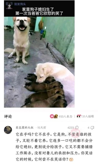 这是一张来自国内社交平台的截图，分为上下两个区域。上半部分是宠物实拍图与配文，配文写着“家里狗子媳妇生了 第一次当爸爸它欣慰的笑了”，图中一只浅色狗狗张着嘴，神态看起来像是在开心地笑，端坐在一旁，它的伴侣正躺着给几只深色的小狗喂奶。下半部分是该内容的评论区，用户“卖豆腐的大叔”的评论获得4233个赞，内容以狗狗不需要承担养家压力的角度，反向对比人类需要面对的生活压力与责任，用调侃的语气戳中现实，评论末尾还配上了一个疑惑的表情。