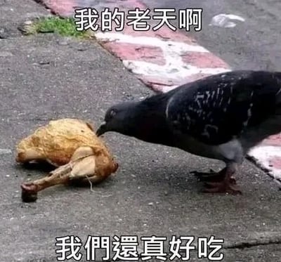 这是一张趣味搞笑的文字加注P图，画面主体是一只真实的鸽子，它正低头啄食一块外观酷似烤鸽子的食物。图片上方配有文字“我的老天啊”，下方配有文字“我们还真好吃”，通过拟人化的手法，让鸽子“评价”同类的味道，制造出荒诞又滑稽的反差感，以此来博人一笑，属于网络上常见的趣味梗图类型。