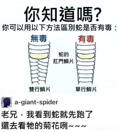 图片上方以标题‘你知道嗎?’引出区分毒蛇的方法，中间用图示对比展示‘無毒’蛇（蓝色标注，双行鳞片）和‘有毒’蛇（红色标注，单行鳞片）的肛门鳞片差异。底部则是用户‘a-giant-spider’的调侃评论：‘老兄，我看到蛇就先跑了 還去看牠的菊花咧~~~’，通过反差制造幽默效果，讽刺该识别方法在实际遇到蛇时的不实用性。