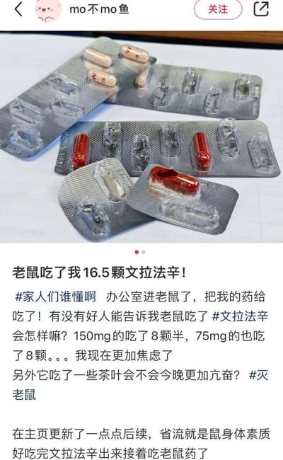 这是一条来自微博平台的用户发帖，图片上半部分展示了被老鼠啃食后剩余的文拉法辛胶囊药板，零散的胶囊和空的药板槽清晰可见；下半部分是用户的文字内容：楼主称办公室闯入老鼠，吃掉了自己的16.5颗文拉法辛（8.5颗150mg规格、8颗75mg规格），还吃了一些茶叶，楼主因此变得更加焦虑，发帖询问老鼠食用这些东西后的反应，之后在主页更新后续，表示老鼠吃完文拉法辛后又去吃了老鼠药，身体素质很好。整个帖子充满了无奈又搞笑的氛围，楼主的焦虑和老鼠的“硬核”表现形成反差，没有双关、谐音梗等内容。
