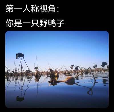 这张梗图上方是大字文案“第一人称视角：你是一只野鸭子”，下方是一张非常贴近水面的池塘照片。视角仿佛站在水面上，以野鸭子的高度看向一片枯萎的荷塘。构图幽默而放松，营造出沉浸式“变身动物”的体验。文字和图片结合产生出人和自然、拟人化的趣味联想，表现出“想躺平”“自由自在”“逃离压力”等热门心情。可用于表达对休闲/自然生活向往，适合休闲娱乐社交场合使用。没有明显谐音梗，但“你是一只野鸭子”的第一人称设定本身带来拟人幽默效果。