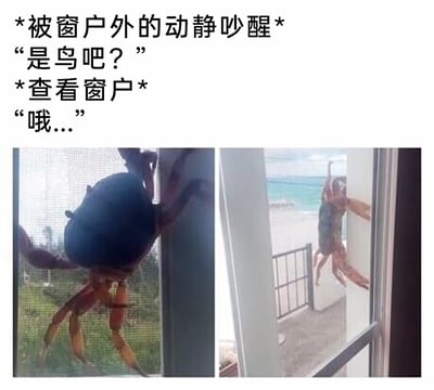 这是一组图文结合的搞笑内容，上方文字模拟住户的经历：先是被窗外的动静吵醒，下意识猜测是鸟类发出的声音，结果凑近查看窗户后，发现制造动静的居然是螃蟹，只能无奈地发出“哦...”的感叹；下方两张实拍图分别展示了一只深色螃蟹攀附在带有绿植背景的窗户纱网上，另一只螃蟹扒在海边建筑的窗框上，螃蟹爬到高处窗户的场景打破了大众对其活动范围的常规认知，荒诞又离谱的画面和文字搭配，营造出强烈的搞笑效果。