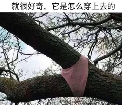 一张自然场景照片，展示了一根粗壮的树杈上卡着一条粉色的内裤。内裤被紧紧地夹在两根交叉的树枝之间，形成了一种令人费解的视觉效果。图片上方配有文字"就很好奇，它是怎么穿上去的"，表达了对这一奇特现象的疑惑和幽默感。这种不合常理的场景引发观者思考物品如何意外地出现在这种位置，产生了荒诞又有趣的视觉冲击。