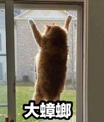 一只橘色猫咪后腿站立，前爪扒在玻璃窗上，身体向后倾斜，头部微微抬起望向窗外，表情和姿态显得十分惊讶和警惕。图片底部有黑色加粗文字“大蟑螂”，暗示猫咪看到窗外有大蟑螂时的夸张反应，整体画面幽默有趣，展现了宠物面对昆虫时的可爱应激状态。