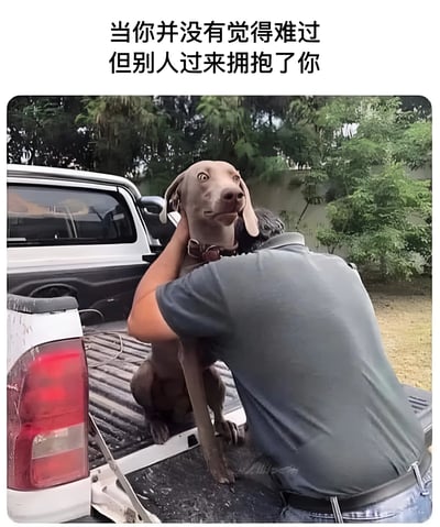 图片展示了一只威玛猎犬站在白色皮卡车的货斗里，被一个穿灰色T恤的人从背后拥抱。狗狗表情困惑，耳朵下垂，眼睛睁大看向斜上方，似乎对突如其来的拥抱感到不解。图片上方配有文字“当你并没有觉得难过但别人过来拥抱了你”，用狗狗的反应幽默地描绘了人们在未感到悲伤时突然被安慰的尴尬又好笑的情景。