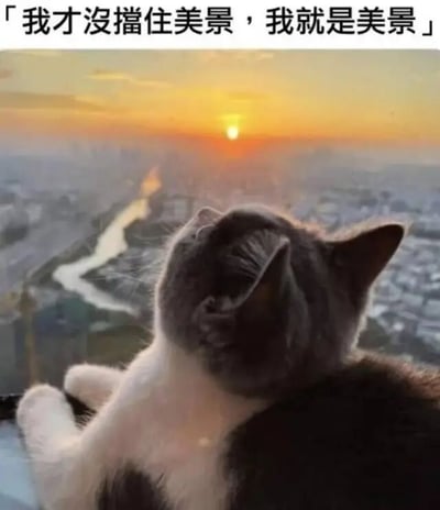 一张猫咪眺望城市日落的照片，上方配有文字'我才没挡住美景，我就是美景'。猫咪的姿态与文字结合，传递出自信、可爱的自我赞美情绪，幽默又温馨。