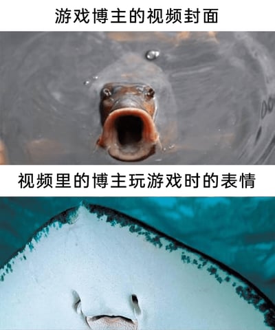 这是一张上下分栏的静态对比梗图，上半部分配有文字“游戏博主的视频封面”，使用了一张水面上的鱼类照片，该鱼大张着嘴巴，表情夸张，营造出激动、惊讶的视觉效果；下半部分配有文字“视频里的博主玩游戏时的表情”，使用了一张鳐鱼的面部特写照片，鳐鱼的面部形态平淡，看起来毫无情绪。两张图形成强烈反差，调侃了部分游戏博主为吸引观众使用夸张封面，但实际玩游戏时的表情却十分平淡的现象。