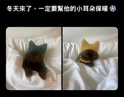 左右对比图展示了一只黑猫在白色 bedding 中的场景。左侧黑猫戴着绿色的猫耳形状保暖帽，右侧则戴着黄色的同款保暖帽。图片顶部配有文字'冬天來了，一定要幫他的小耳朵保暖❄️'，整体营造出冬季为宠物保暖的温馨可爱氛围。