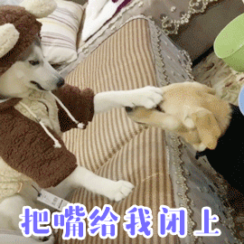 狗子强制让同伴闭嘴的搞笑瞬间
