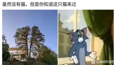 这是一张左右拼接的趣味对比梗图，左侧是现实场景中生长在一起的两棵树，树干与树冠的组合形态，和右侧美国经典动画《猫和老鼠》里汤姆猫摊手无奈的经典表情包造型高度相似。图上方配文“虽然没有猫，但是你知道这只猫来过”，通过现实景物与动画角色外形的巧合撞脸，制造出荒诞又搞笑的趣味效果，没有双关、谐音梗等内容，完全依靠外形的高度契合来传递笑点。