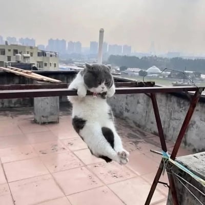 一只灰白相间的猫正以极其放松的姿势倒挂在屋顶的金属晾衣架上，前爪紧紧抓住杆子，身体自然下垂，后腿伸直，表情看起来十分惬意。背景是城市建筑景观，远处有高楼大厦和工厂烟囱，近处是铺设着红色地砖的屋顶平台，旁边还有一个破旧的梯子。猫咪的姿态与危险的环境形成有趣反差，展现出一种“摆烂”般的悠闲感。