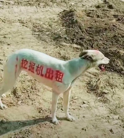 一只细犬站在泥土地上，身体侧面被用红色颜料写上了「挖掘机出租」的字样，狗狗嘴巴张开，露出舌头，看起来有些烦躁不满。这是民间从业者想出的低成本创意营销方式，用移动的「活广告牌」来推广业务，荒诞搞笑的反差感让这个宣传方式格外吸睛，让人过目不忘。