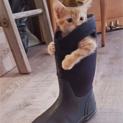 一只小橘猫蜷缩在黑色橡胶雨靴里，仅露出脑袋和两只前爪，圆溜溜的眼睛好奇地打量着周围。雨靴立在木质地板上，背景可见部分木质家具和梯子，整体场景温馨自然，展现了猫咪喜欢钻狭小空间的可爱习性。