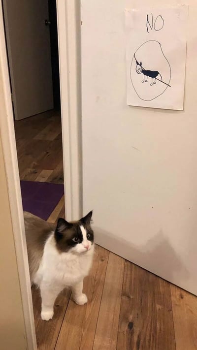 一只布偶猫站在门口，正好奇地凝视着门上贴着的一张画。画上用黑色马克笔写着"NO"，下方画着一个类似猫咪戴着伊丽莎白圈的简笔画，旁边还有一条斜线，表示禁止的意思。猫咪的表情看起来十分困惑，仿佛在思考为什么自己会被禁止进入。整个场景发生在一个有木地板的房间门口，背景中可以看到另一个房间的入口。
