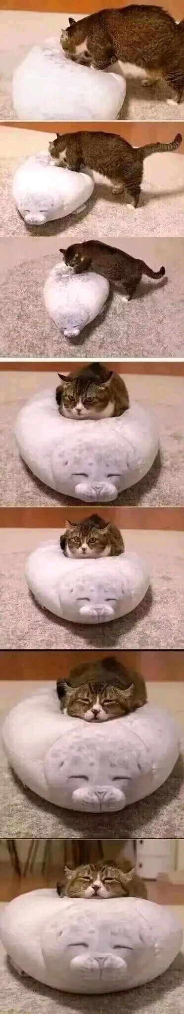 这组连环图完整记录了一只狸花胖猫霸占海豹造型毛绒抱枕的全过程：第一张图里猫咪好奇地凑近抱枕，低头仔细观察；第二张图它踩在抱枕上，尾巴翘起，试探着对抱枕施压；第三张图抱枕被踩得变形，猫咪半趴在上面调整位置；第四张图猫咪已经钻进抱枕的凹陷处，眼神还有些警惕；第五张图它完全趴好，眼神逐渐放松；第六张图猫咪开始犯困，眼皮半耷拉着；最后两张图猫咪彻底放松，惬意地熟睡在抱枕上，整个过程充满治愈感，生动展现了猫咪的可爱与慵懒。