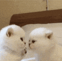 猫咪