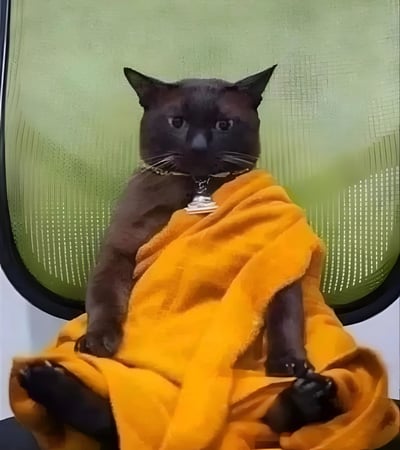 一只黑猫正坐在椅子上，身上裹着一条鲜艳的橙色毯子。猫咪表情警觉，耳朵竖起，眼睛直视前方。它戴着一个带有标签的项圈，前爪自然地放在毯子上，姿态显得十分放松舒适。背景是绿色的网格状材质，给人一种居家环境的感觉。