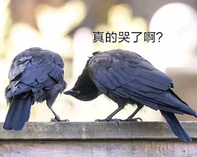 这是一张图文结合的静态表情包，画面主体是两只站在木质栏杆上的真实乌鸦：左侧乌鸦背对镜头站立，看不到面部表情；右侧乌鸦低下头，凑近左侧乌鸦，姿态看起来像是在查看对方的状况。图片上方配有文字“真的哭了啊？”，将乌鸦的互动拟人化，营造出一种假装关切、略带戏谑的搞笑氛围，既可以用来在朋友倾诉负面情绪时，以调侃的方式表达关心，也可以用来装出在意对方情绪的样子，适合在日常聊天和社交平台中使用。