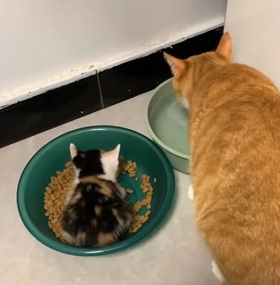 图片中展示了两只猫咪的温馨日常：一只三花小奶猫直接坐在绿色的猫粮碗里，埋头专注地吃着碗中的干猫粮，周围散落着一些猫粮颗粒；旁边一只体型较大的橘猫则低头从浅绿色的水碗中淡定喝水。背景是家庭环境中的浅色瓷砖地面和带有轻微磨损的白色墙壁，整体氛围可爱又治愈。
