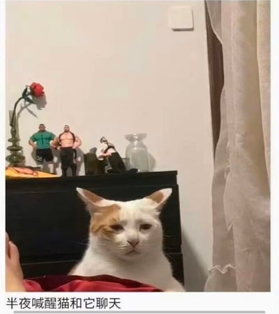 图片中一只白色和橘色相间的猫正坐在黑色的柜子前，表情看起来有些无奈和困惑。柜子上摆放着几个肌肉男玩偶，旁边还有一个插着红色玫瑰花的花瓶和一个透明的玻璃瓶。猫的前方有一只人的手，似乎正在拿着手机拍摄。图片底部配有文字“半夜喊醒猫和它聊天”，幽默地表现了猫被主人半夜叫醒后的无奈反应，形成了一种搞笑的反差萌。