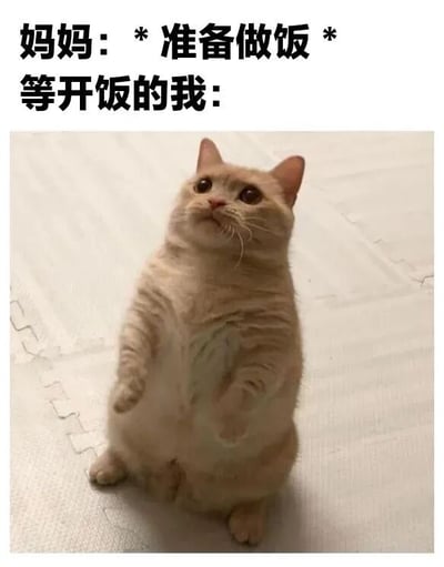 图片上方配有文字“妈妈：* 准备做饭 * 等开饭的我：”，下方是一只浅色猫咪站立在白色拼接垫子上的照片。猫咪后腿着地，前爪微微抬起，仰着头睁大眼睛张望，表情充满期待，生动模仿了人们等待妈妈做饭时的急切心情，画面幽默又可爱。