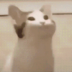Pop猫