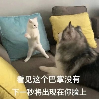 一只白猫站立在蓝色抱枕前，后腿支撑身体，前爪抬起，做出威胁姿态。旁边一只哈士奇仰头看着白猫，表情显得有些惊讶和困惑。图片下方配有文字：'看见这个巴掌没有 下一秒将出现在你脸上'，通过动物拟人化的场景制造幽默效果。