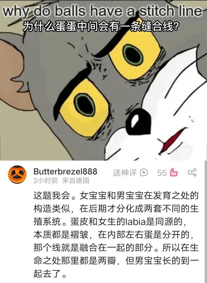 猫和老鼠
