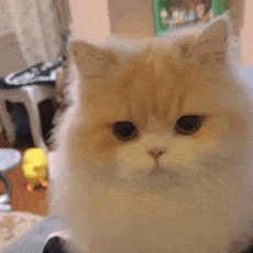 这是一张近距离拍摄的蓬松橘白长毛猫特写照片。猫咪有着柔软的浅橘色与白色相间毛发，圆溜溜的眼睛直视镜头，表情平静呆萌。背景中可见模糊的家庭环境元素，包括黄色鸭形玩具和家具，整体氛围温馨可爱。