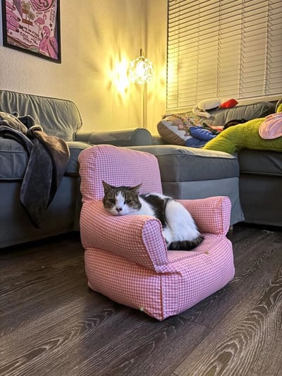 一张温馨的居家照片，画面中央是一只灰白相间的猫咪，正蜷缩在一把小巧的粉色格子扶手椅上。猫咪表情略显严肃，前爪搭在扶手上，身体向后靠，姿态十分放松。背景中可以看到灰色的沙发、带有装饰性灯罩的落地灯以及窗户上的百叶窗，整个房间光线温暖柔和，营造出舒适惬意的氛围。