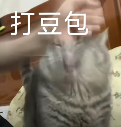 这是一张趣味玩梗的表情包，画面中一只灰色猫咪的脸部被手拍打，因动作幅度导致画面模糊，猫咪呈现出懵态的状态；画面上方配有醒目的白色文字“打豆包”，将猫咪被打的真实场景与AI“豆包”结合，制造出搞笑的玩梗效果，适合在日常聊天中用来调侃、斗图。